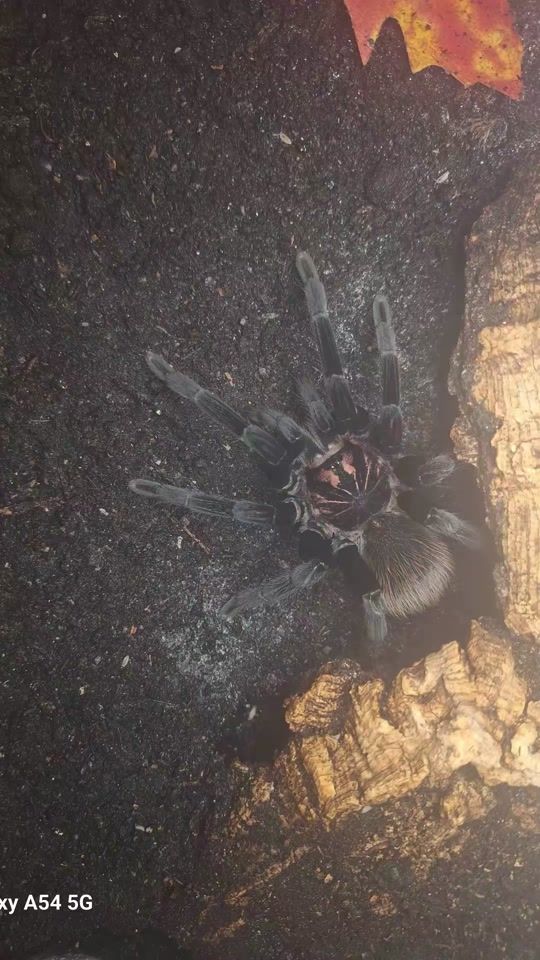 TikTok video thumbnail by schwarzehexe47