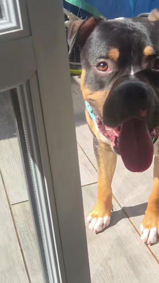 TikTok video thumbnail by team_bullys