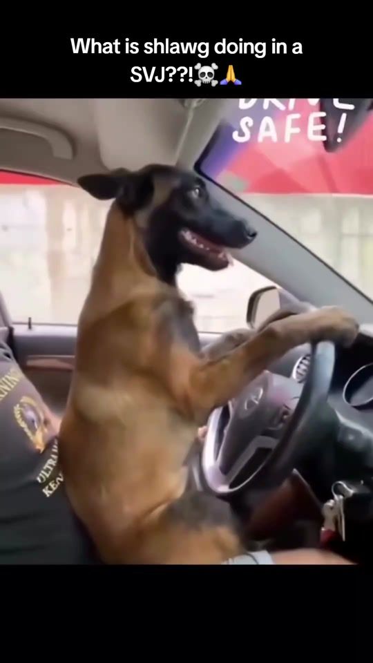 TikTok video thumbnail by donpollo2982