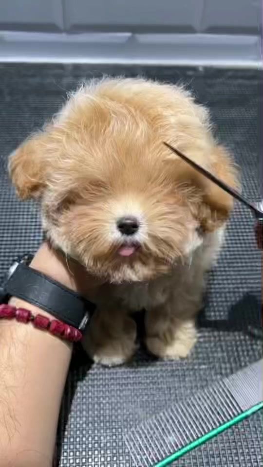 TikTok video thumbnail by puppysharestudio