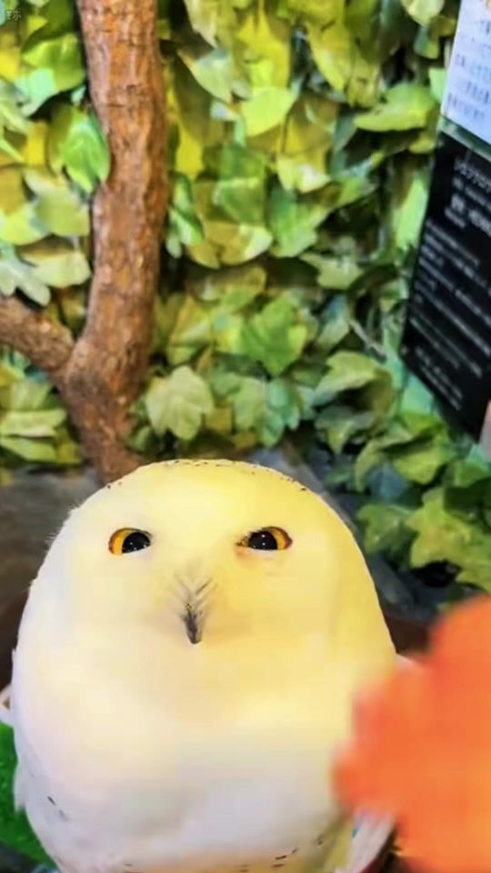 TikTok video thumbnail by sacai35