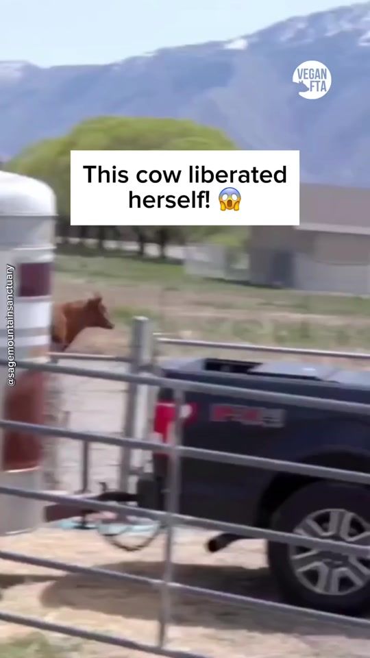 TikTok video thumbnail by vegan.f.t.a