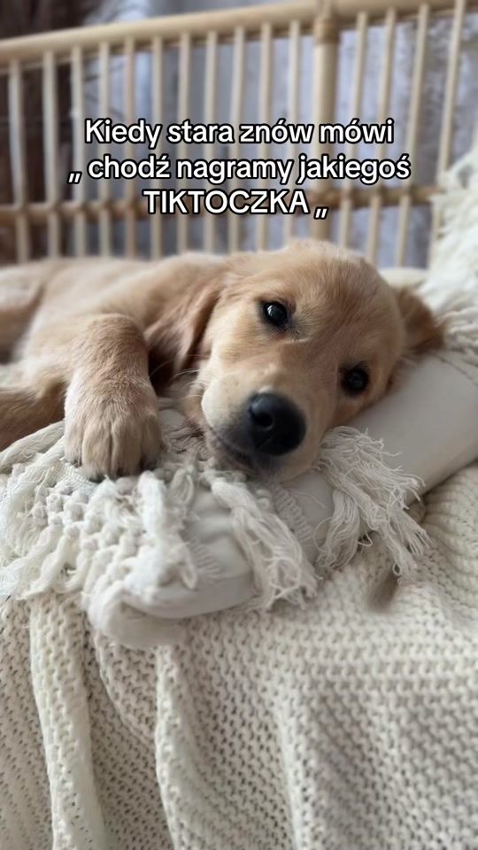 TikTok video thumbnail by beza_golden