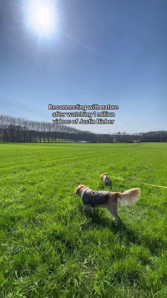 TikTok video thumbnail by avashojaeipenez