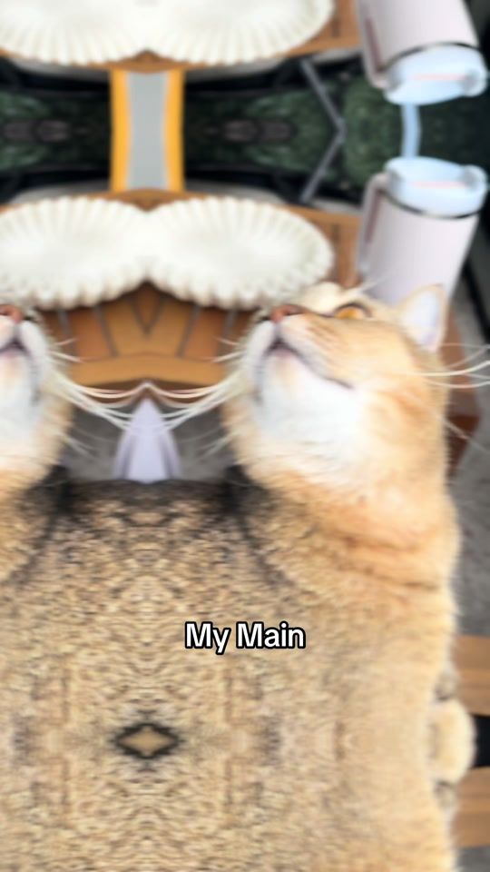 TikTok video thumbnail by britishbrocats