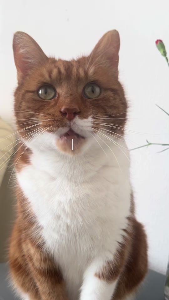 TikTok video thumbnail by the_ginger_tom