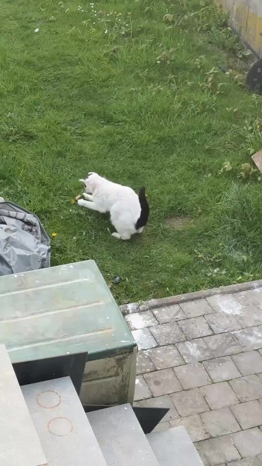 TikTok video thumbnail by astro_pysiek