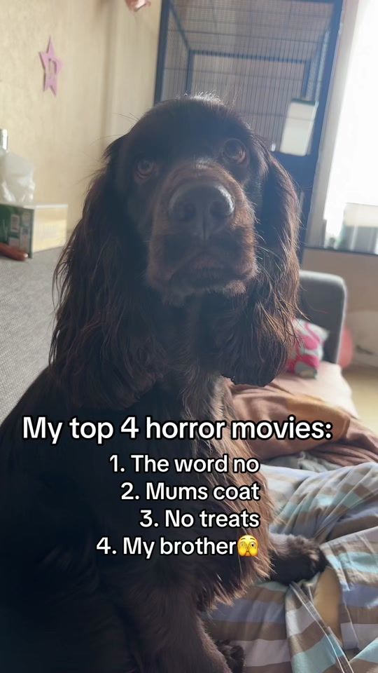 TikTok video thumbnail by koda.the.crazy