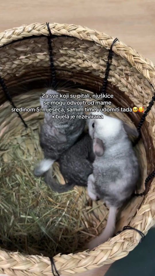 TikTok video thumbnail by beganovicsara