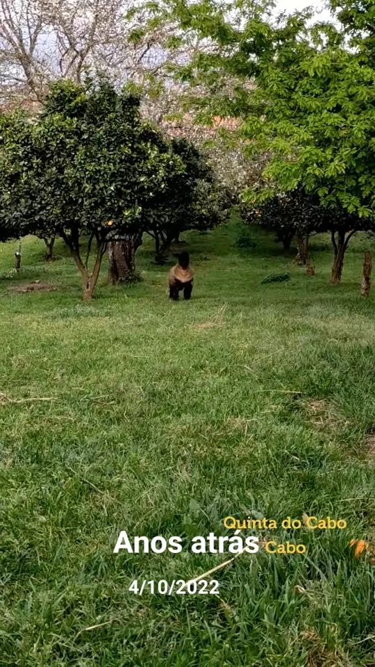 TikTok video thumbnail by quintadocabo