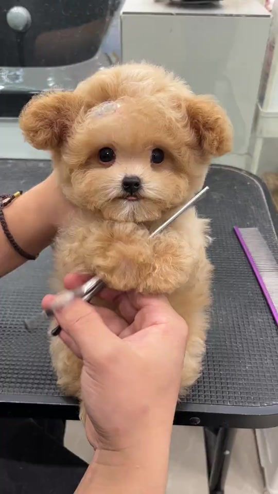 TikTok video thumbnail by puppysharestudio