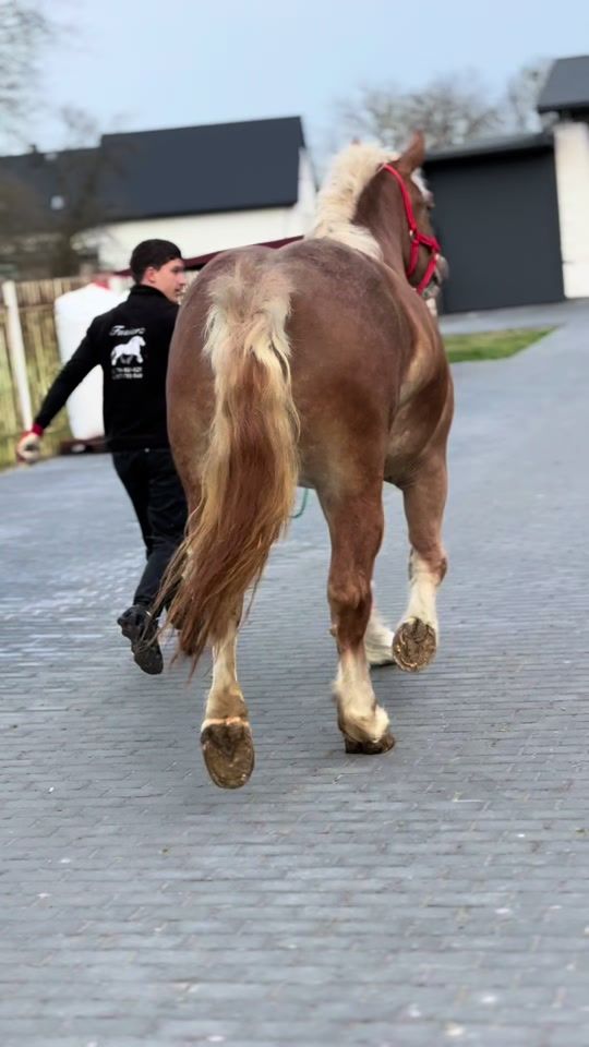 TikTok video thumbnail by fusiarz_horses