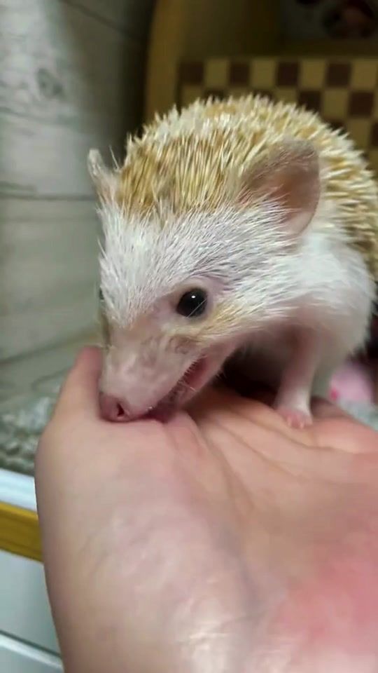 TikTok video thumbnail by sacai35