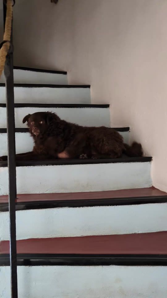 TikTok video thumbnail by djole_the_dog