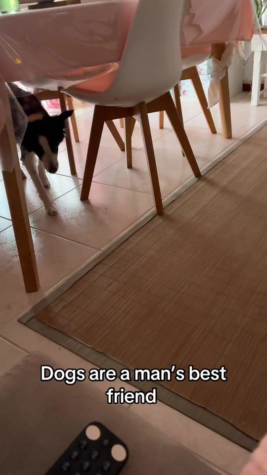 TikTok video thumbnail by jadethedog79