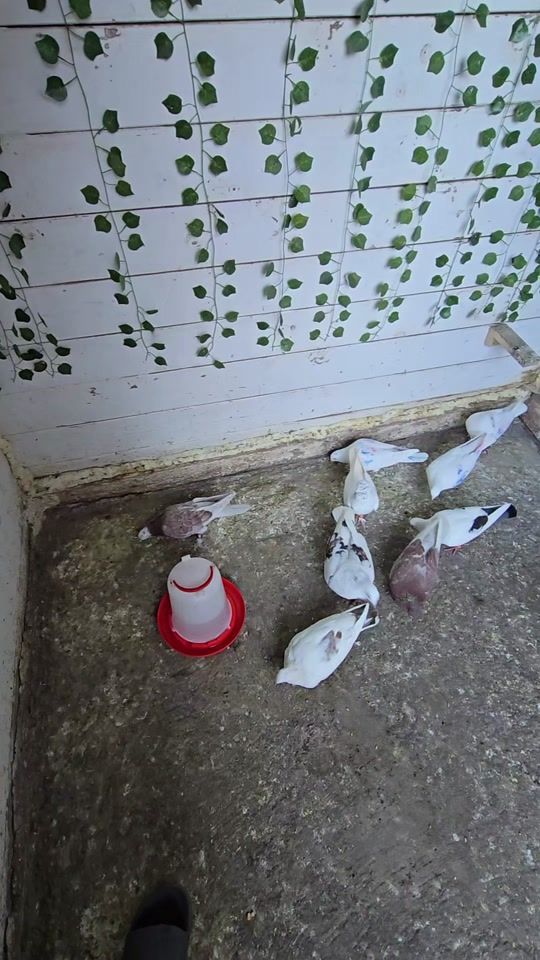 TikTok video thumbnail by kasemoo00