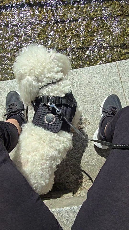 TikTok video thumbnail by ringodance_official