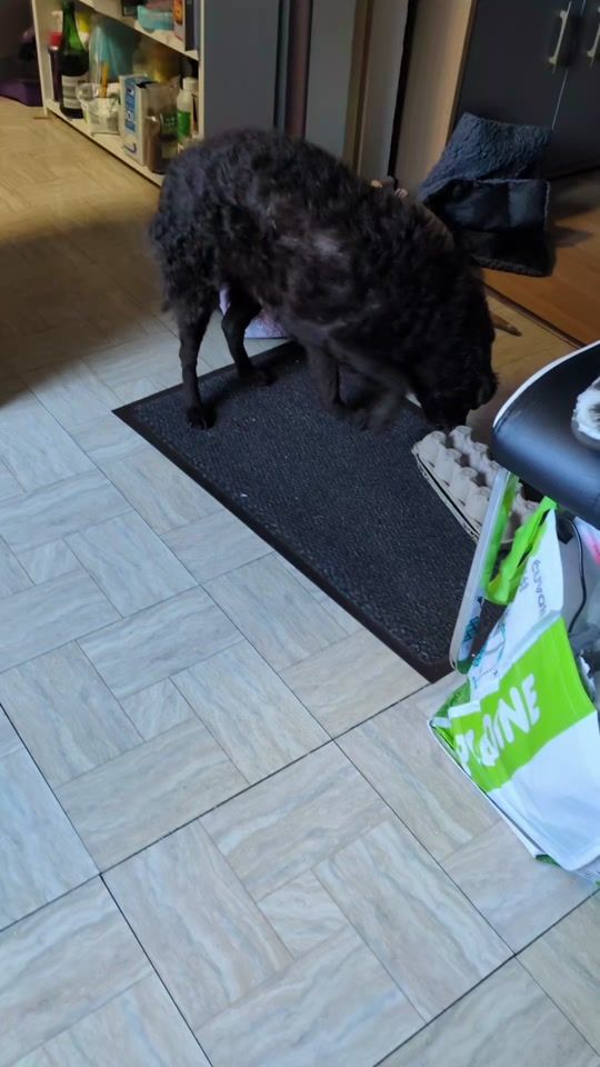 TikTok video thumbnail by djole_the_dog