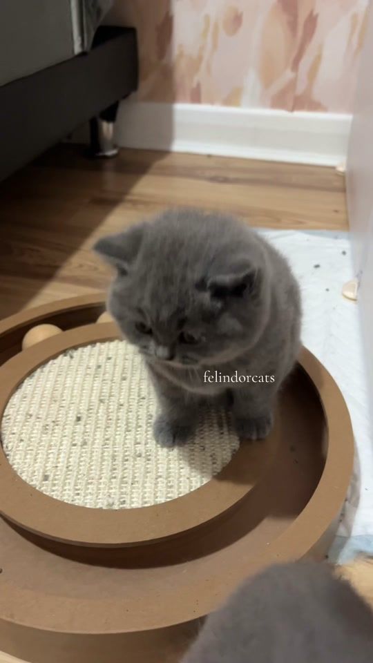 TikTok video thumbnail by felindorcats