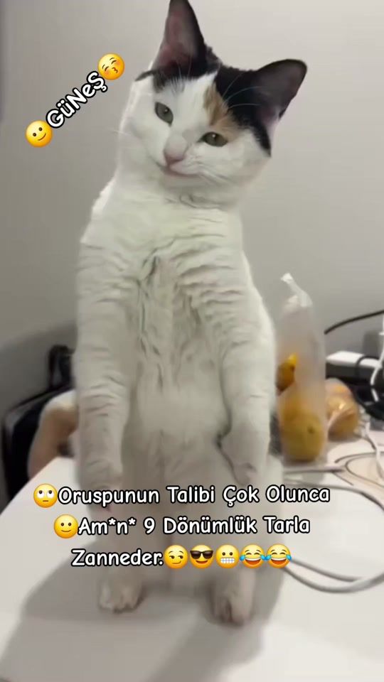TikTok video thumbnail by gunesinkizi23