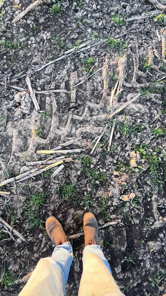 TikTok video thumbnail by tw_farming_