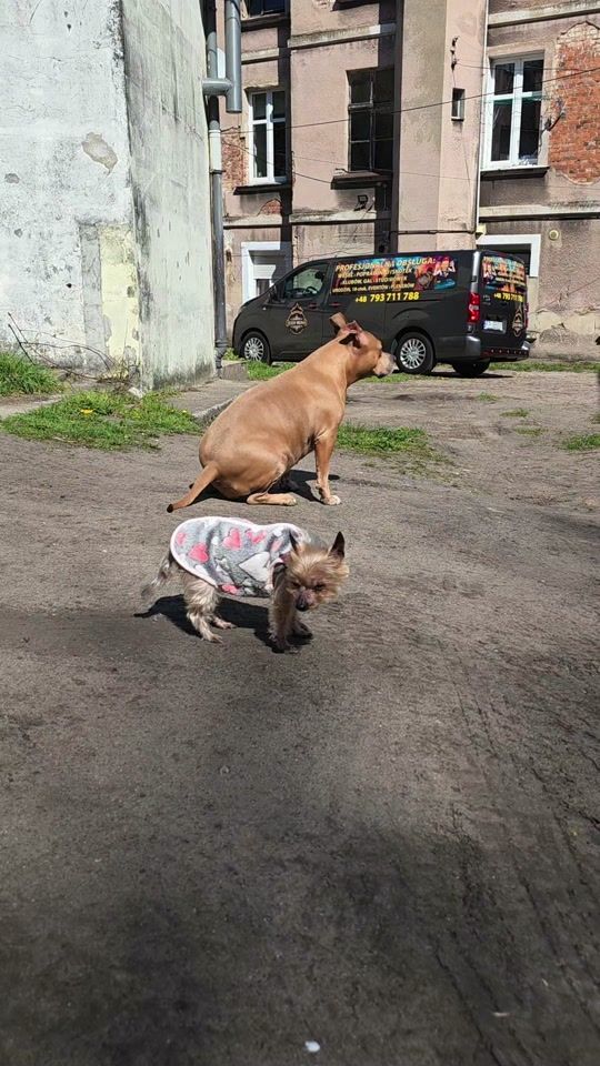 TikTok video thumbnail by jessyreinadj