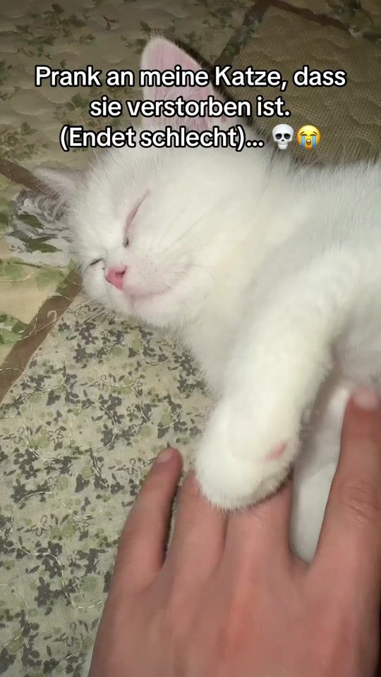 TikTok video thumbnail by mohamedbl.tv
