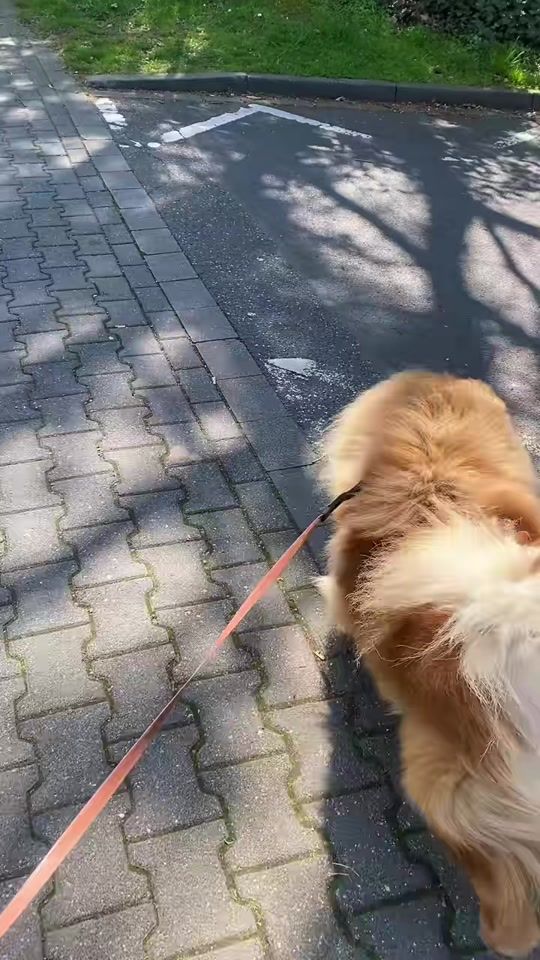 TikTok video thumbnail by meeeandmychows
