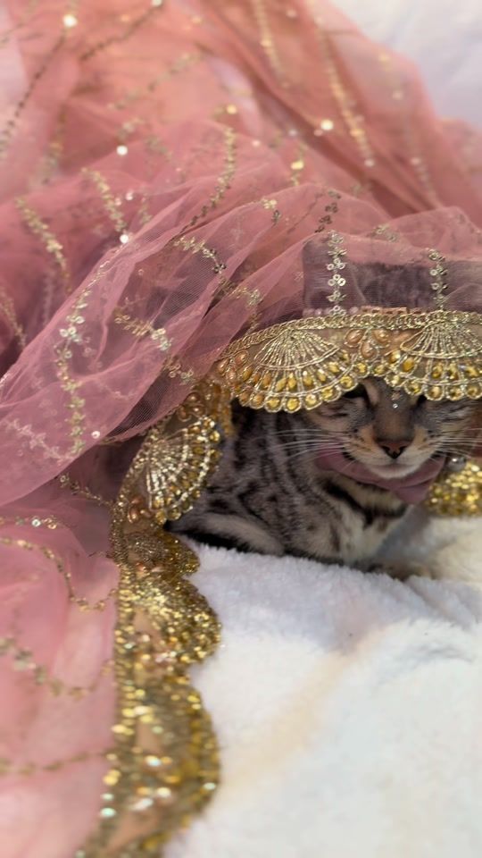 TikTok video thumbnail by lifeofsimbaaaa