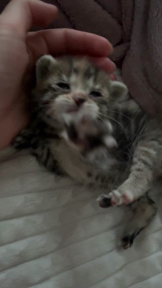 TikTok video thumbnail by 6uzi9official_