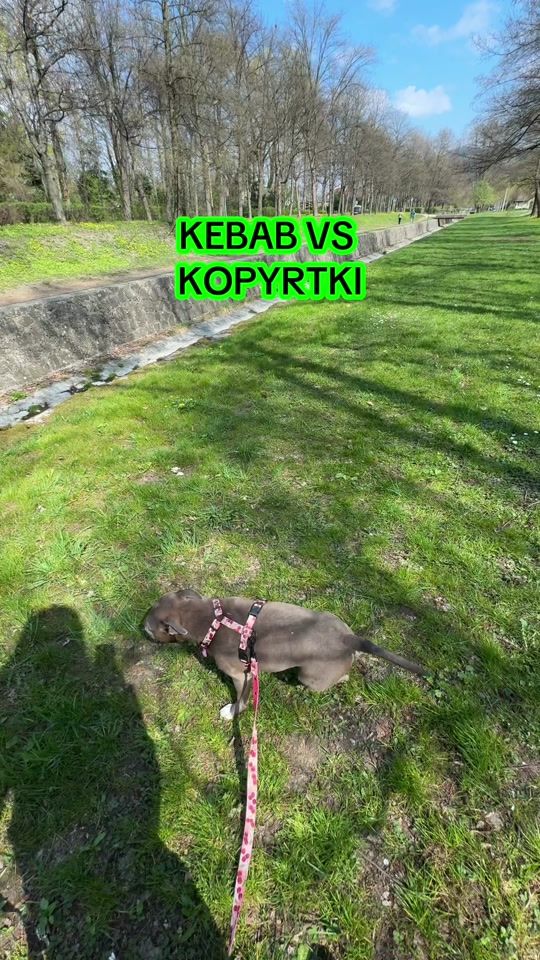 TikTok video thumbnail by kebabstaffik