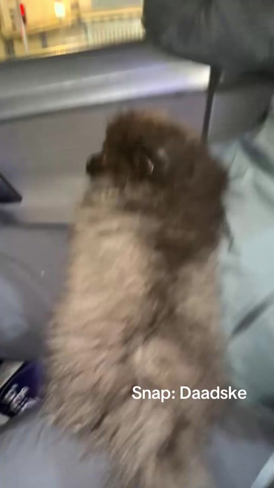 TikTok video thumbnail by dadske1210