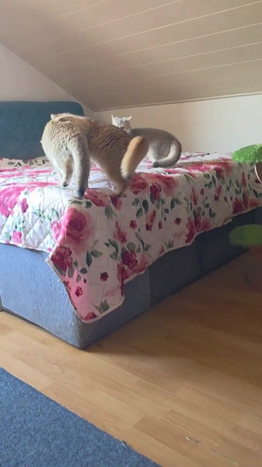 TikTok video thumbnail by juliacatbritish