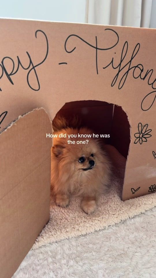 TikTok video thumbnail by lindagleiber