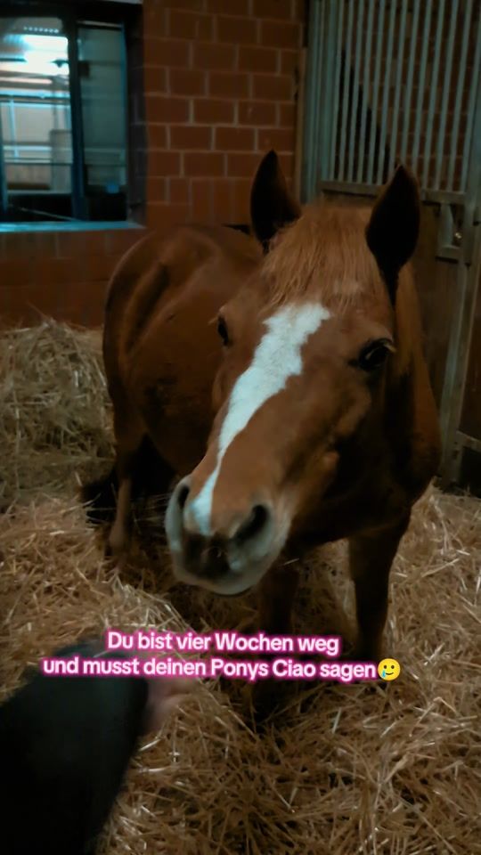 TikTok video thumbnail by ponyschwester.com