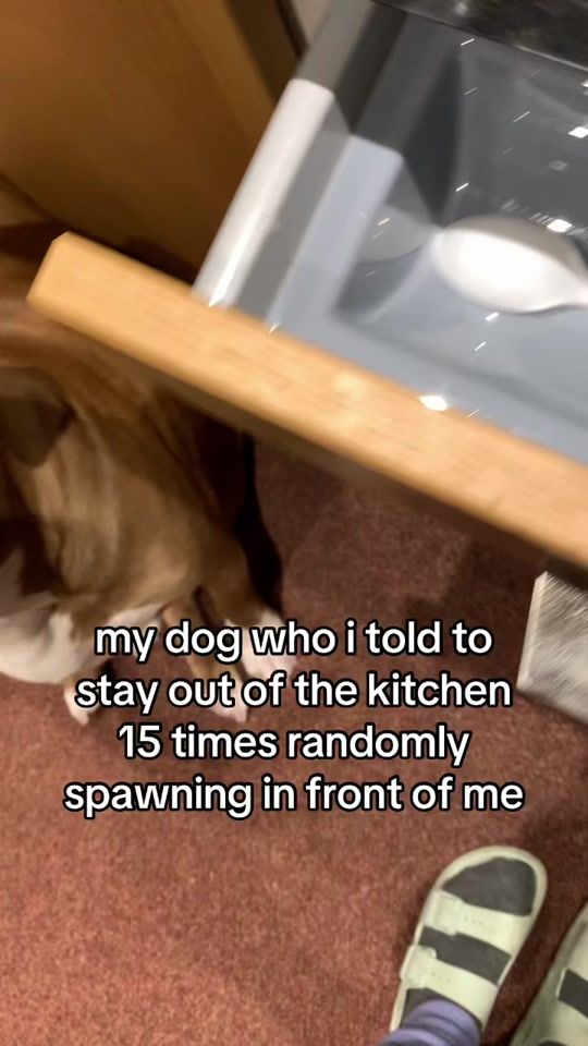 TikTok video thumbnail by bullycalledbruce