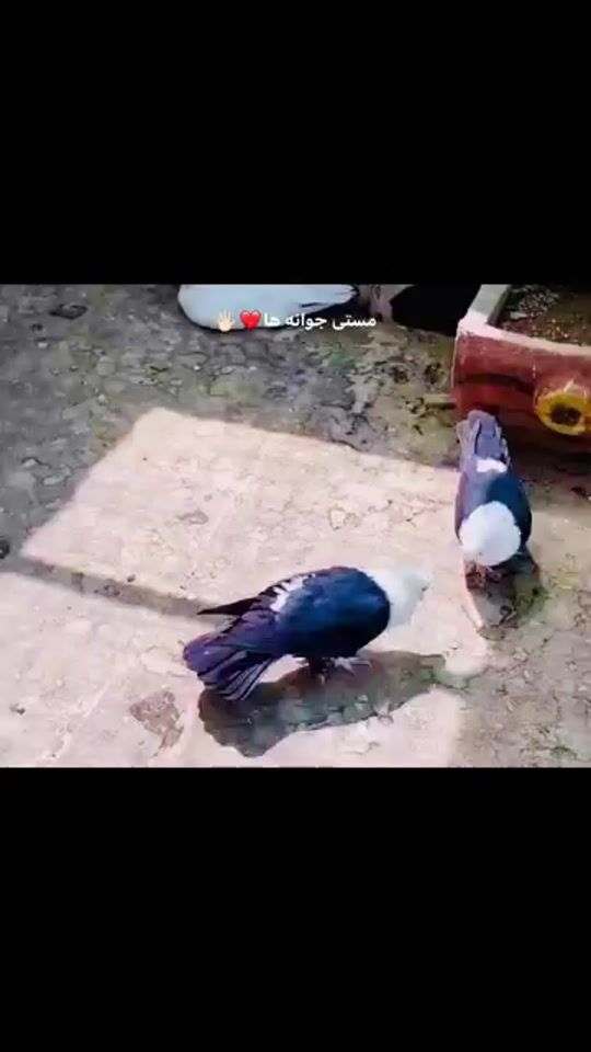 TikTok video thumbnail by shzadh4