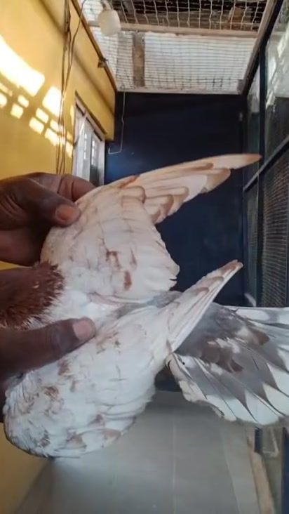 TikTok video thumbnail by ndiayeneloft4