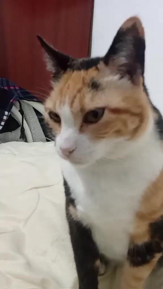 TikTok video thumbnail by nelsongranja5