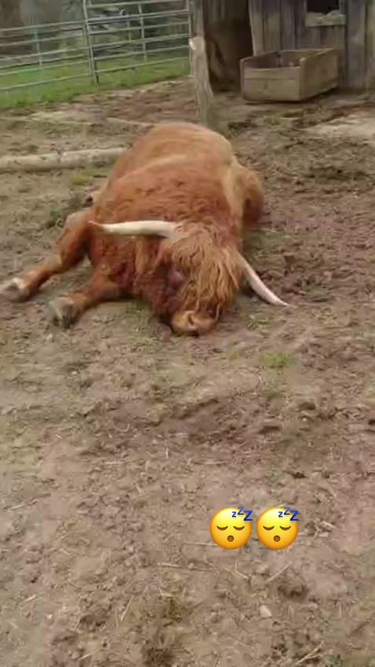 TikTok video thumbnail by alb.highlands