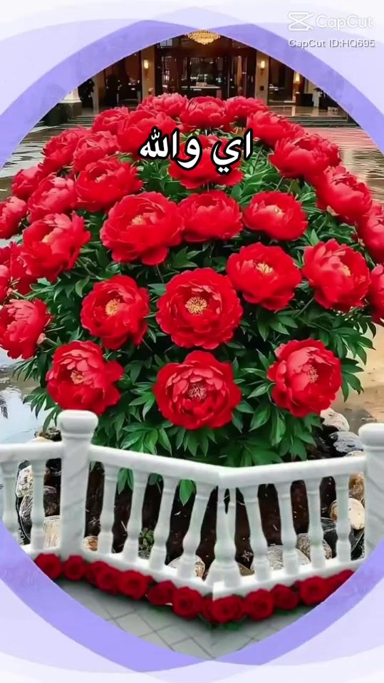 TikTok video thumbnail by sabah8902