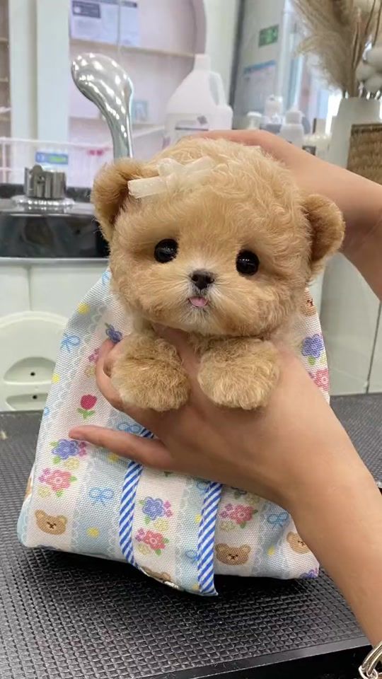 TikTok video thumbnail by puppysharestudio