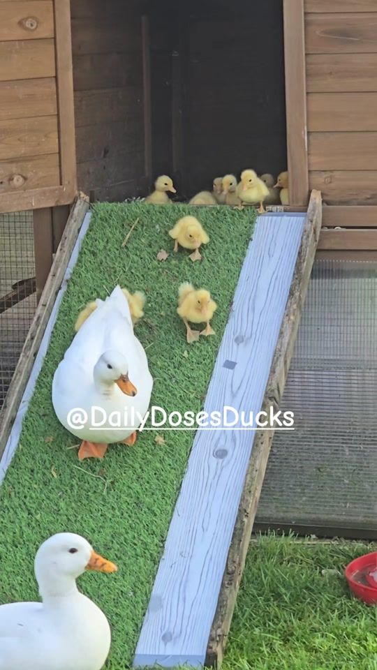 TikTok video thumbnail by daily.doses.ducks
