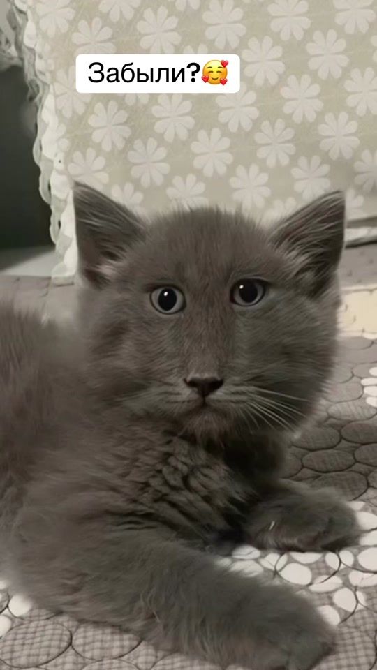 TikTok video thumbnail by seryikoshka