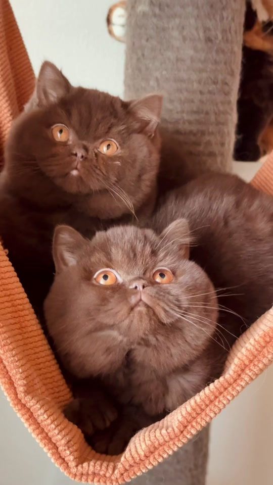 TikTok video thumbnail by jayas_cats