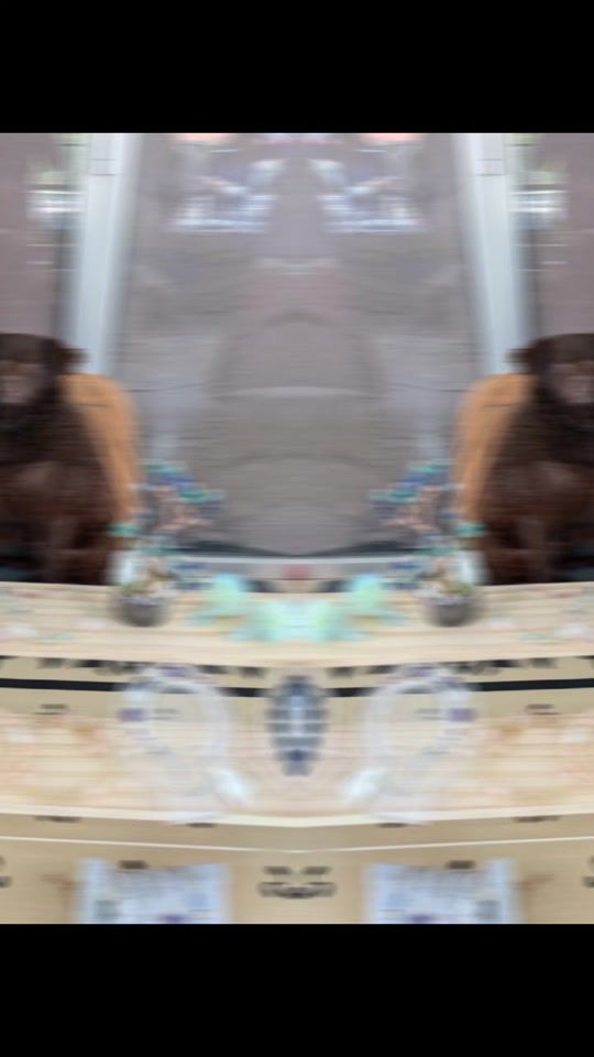 TikTok video thumbnail by djole_the_dog