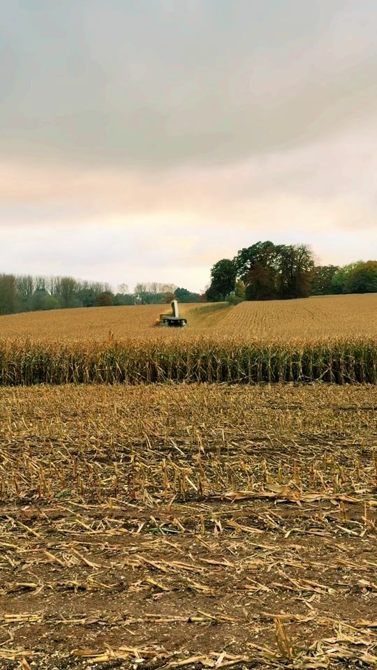TikTok video thumbnail by officialbeekeeper