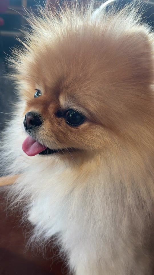 TikTok video thumbnail by teddyfluffattack