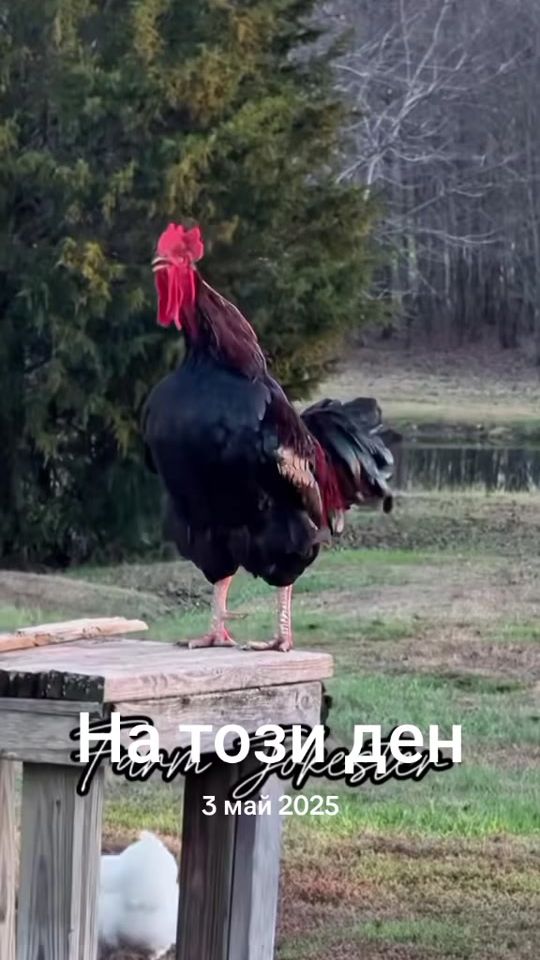TikTok video thumbnail by xristovvasi