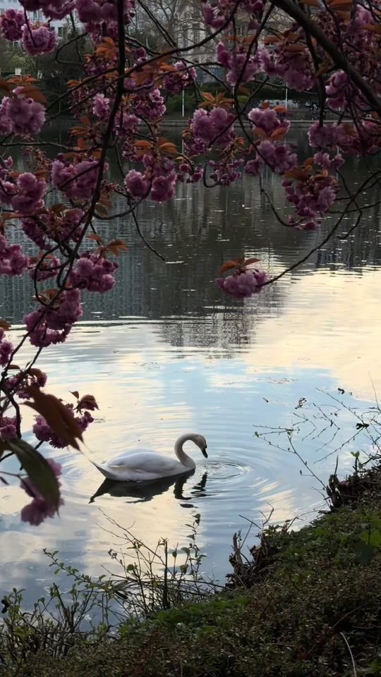 TikTok video thumbnail by maram__3x